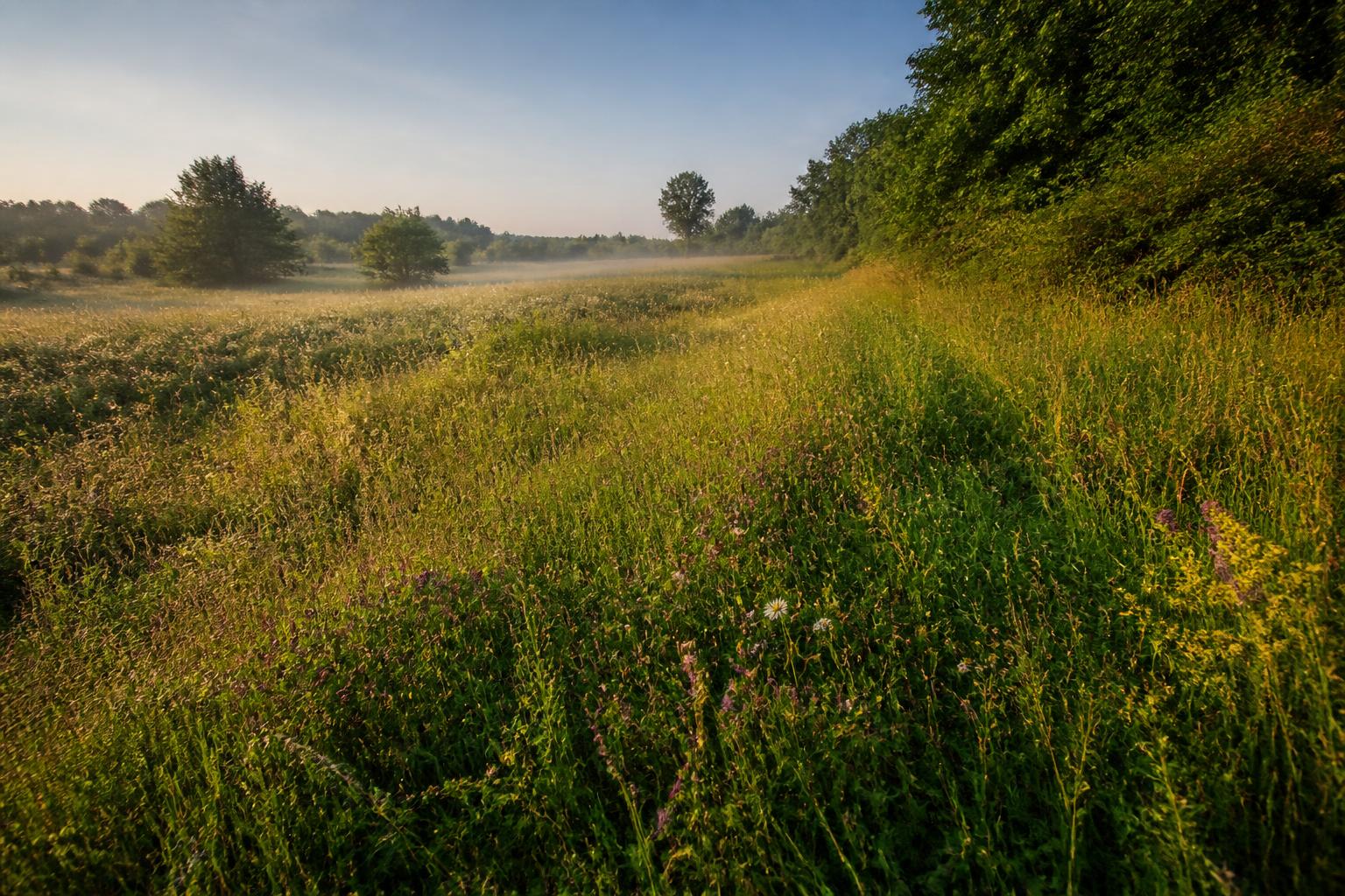 Naturnahe Wiesen- und Gehölzstruktur als illustratives Landschaftsmotiv