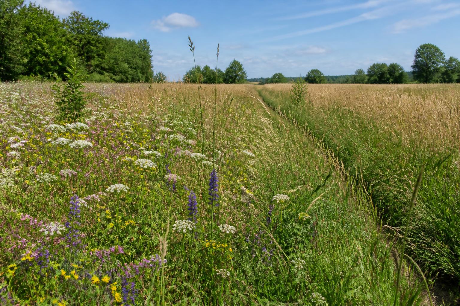 Artenreiche Wiese mit Blühstreifen und unterschiedlichen Vegetationsstrukturen